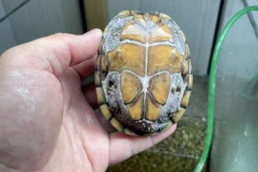 Turtles kaufen und verkaufen Photo: Sternotherus odoratus & carinatus Turtles kaufen und verkaufen Photo: Sternotherus odoratus & carinatus