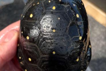 Turtles kaufen und verkaufen Photo: Clemmys guttata, Sternotherus peltifer Turtles kaufen und verkaufen Photo: Clemmys guttata, Sternotherus peltifer