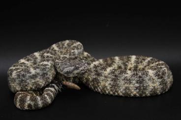 Giftschlangen kaufen und verkaufen Foto: Crotalus pyrrhus blue phase, South Mtn, AZ Giftschlangen kaufen und verkaufen Foto: Crotalus pyrrhus blue phase, South Mtn, AZ