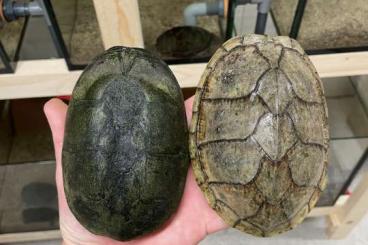 Sumpfschildkröten kaufen und verkaufen Photo: Sternotherus carinatus & odoratus pairs Sumpfschildkröten kaufen und verkaufen Photo: Sternotherus carinatus & odoratus pairs