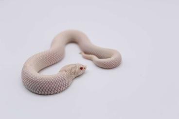 Nattern ungiftige kaufen und verkaufen Photo: Hognoses, Heterodon nasicus, Hakennasennatter Nattern ungiftige kaufen und verkaufen Photo: Hognoses, Heterodon nasicus, Hakennasennatter