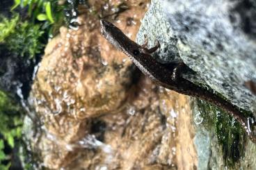 Lizards kaufen und verkaufen Photo: Biete Potamites ecpleopus 