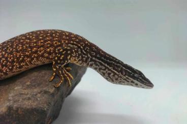 Warane kaufen und verkaufen Foto: Varanus acanthurus for sale 