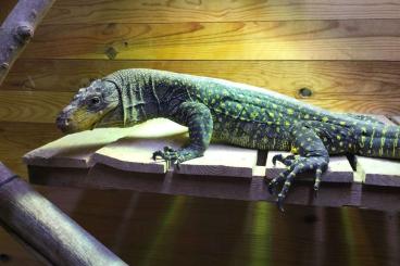 Monitor lizards kaufen und verkaufen Photo: varanus salvadorii for sale or for trade