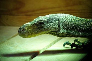 Monitor lizards kaufen und verkaufen Photo: 1.0 varanus salvadorii for sale/trade