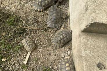 Landschildkröten kaufen und verkaufen Foto: TESTUDO HERMANNI / MARGINATA