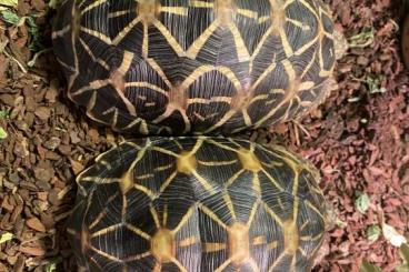 Landschildkröten kaufen und verkaufen Foto: Geochelone Elegans one pair