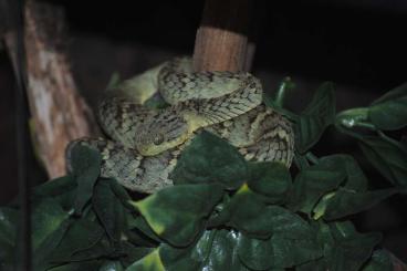 Venomous snakes kaufen und verkaufen Photo: Atheris squamigera zur Abgabe 3.2