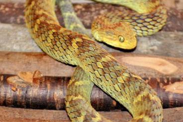 Venomous snakes kaufen und verkaufen Photo: Atheris squamigera zur Abgabe 