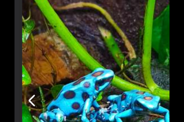 Poison dart frogs kaufen und verkaufen Photo: Cerco Dendrobates super blu