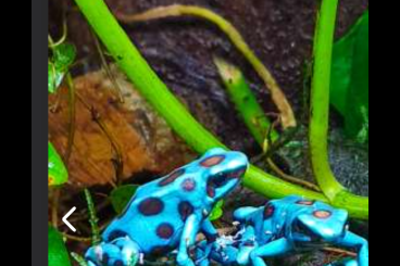 Pfeilgiftfrösche kaufen und verkaufen Foto: Cerco Dendrobates super blu