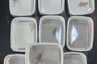 Geckos kaufen und verkaufen Photo: Pristurus carteri "Dhofar" 0.0.10 cb´23 