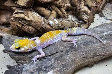 Geckos kaufen und verkaufen Foto: For Hamm: 0.2.12 Underwoodisaurus milii HYPOS - Sykes line 