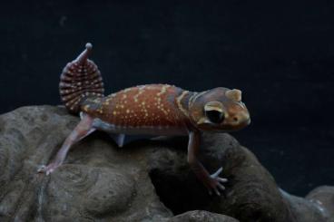 Geckos kaufen und verkaufen Photo: Nephrurus l.levis 0.2.1 (poss 0.3) 2022/2023