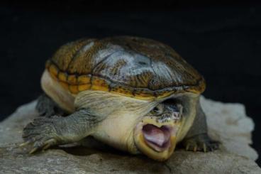 Sumpfschildkröten kaufen und verkaufen Foto: 1.1 adult Claudius angustatus BIG FORM
