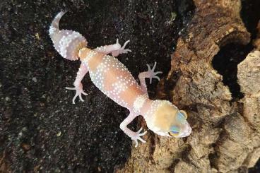 Geckos kaufen und verkaufen Foto: Underwoodisaurus milii HYPO Pärchen! DNZ 2020 - eigene NZ