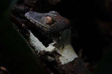 Lizards kaufen und verkaufen Photo: Deutsche Nachzuchten, ausgewählte Tiere - Tierversand möglich D und Ö 