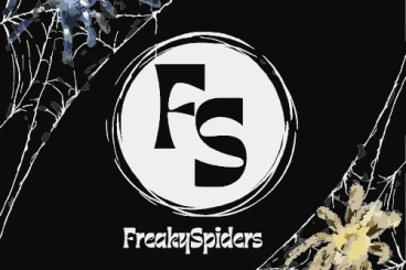 Spiders and Scorpions kaufen und verkaufen Photo: Für Übergabe 01.06 in Houten und 14.06 Ziva Exotika oder Versand Spiders and Scorpions kaufen und verkaufen Photo: Für Übergabe 01.06 in Houten und 14.06 Ziva Exotika oder Versand