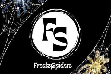 - bird spiders kaufen und verkaufen Photo: Für Abholung oder Versand - bird spiders kaufen und verkaufen Photo: Für Abholung oder Versand