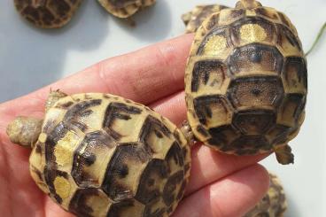 Tortoises kaufen und verkaufen Photo: Testudo graeca east-anatolian Giant KAHRAMAMNMARAS