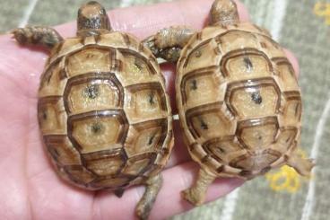 Turtles and Tortoises kaufen und verkaufen Photo: Testudo graeca terrestris