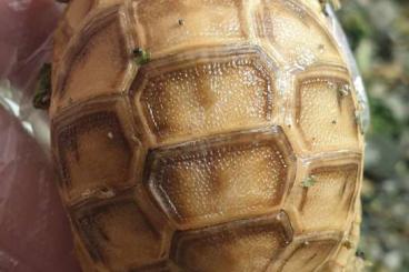 Turtles and Tortoises kaufen und verkaufen Photo: Testudo graeca terrestris Golden form Turtles and Tortoises kaufen und verkaufen Photo: Testudo graeca terrestris Golden form