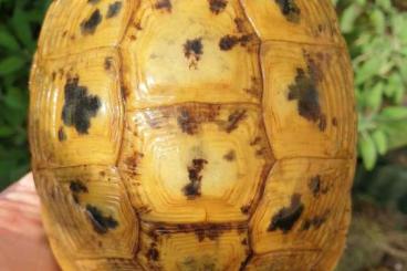 Turtles and Tortoises kaufen und verkaufen Photo: Testudo graeca terrestris Jordan Turtles and Tortoises kaufen und verkaufen Photo: Testudo graeca terrestris Jordan