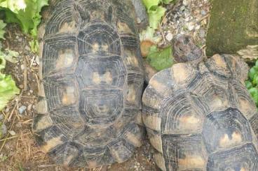Tortoises kaufen und verkaufen Photo: Testudo marginata eterozigous