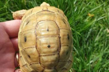 Tortoises kaufen und verkaufen Photo: Testudo graeca terrestris Tortoises kaufen und verkaufen Photo: Testudo graeca terrestris