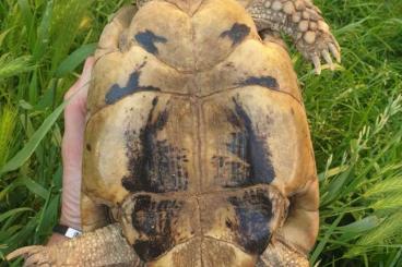 Turtles and Tortoises kaufen und verkaufen Photo: Testudo graeca marokkensis Turtles and Tortoises kaufen und verkaufen Photo: Testudo graeca marokkensis