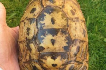 Turtles and Tortoises kaufen und verkaufen Photo: Testudo graeca marokkensis Turtles and Tortoises kaufen und verkaufen Photo: Testudo graeca marokkensis