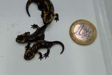 Schwanzlurche kaufen und verkaufen Foto: Salamandra salamandra bernadezi (Oviedo) CB23 
