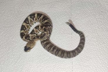 Venomous snakes kaufen und verkaufen Photo: 0.0.2 Crotalus m. molossus DNZ