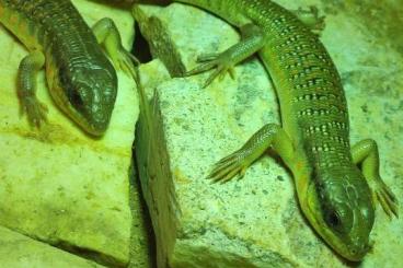 Lizards kaufen und verkaufen Photo: Eumeces algeriensis cb 21