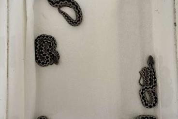 Venomous snakes kaufen und verkaufen Photo: Vipera latastei gaditana NZ’22