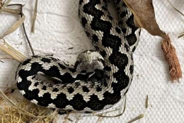 Venomous snakes kaufen und verkaufen Photo: Vipera latastei gaditana, NZ22