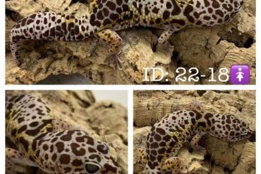 Geckos kaufen und verkaufen Foto: Eublepharis pure species 