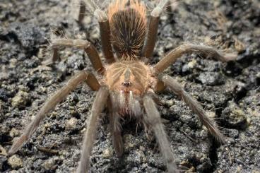 - bird spiders kaufen und verkaufen Photo: X. immanis                                                     