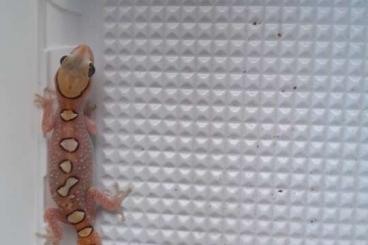 Geckos kaufen und verkaufen Photo: Diplodactylus.  Galeatus 