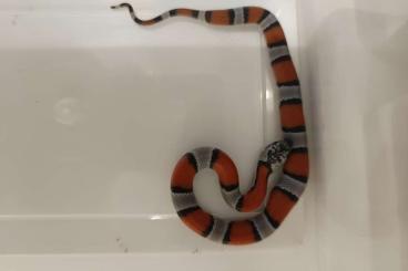 Schlangen kaufen und verkaufen Foto: Lampropeltis Alterna philodryas baroni Schlangen kaufen und verkaufen Foto: Lampropeltis Alterna philodryas baroni