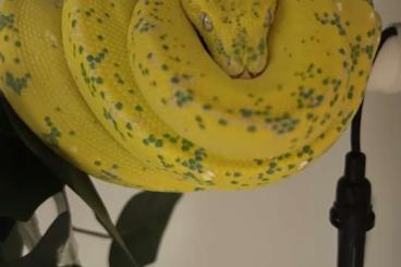 Schlangen kaufen und verkaufen Foto: Viridis Sorong High Yellow
