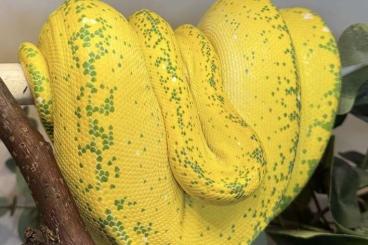 Schlangen kaufen und verkaufen Foto: Morelia vridit High Yellow Schlangen kaufen und verkaufen Foto: Morelia vridit High Yellow