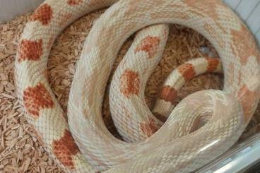 Schlangen kaufen und verkaufen Foto: Pituophis melanoleucus albino