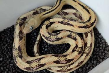 Nattern ungiftige kaufen und verkaufen Foto: Bogertophis subocularis 2024 Nattern ungiftige kaufen und verkaufen Foto: Bogertophis subocularis 2024