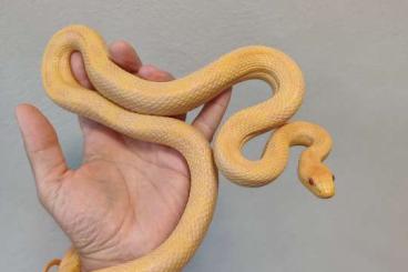 Nattern ungiftige kaufen und verkaufen Foto: Pantherophis alleghaniensis albino Nattern ungiftige kaufen und verkaufen Foto: Pantherophis alleghaniensis albino