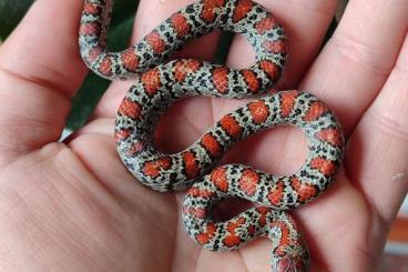 Colubrids kaufen und verkaufen Photo: Lampropeltis mexicana granit Colubrids kaufen und verkaufen Photo: Lampropeltis mexicana granit