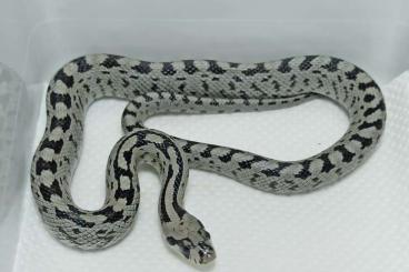 Schlangen kaufen und verkaufen Foto: Zamenis scalaris "extremadura"