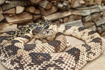 Schlangen kaufen und verkaufen Foto: Pituophis melanoleucus 2022