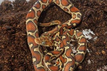 Snakes kaufen und verkaufen Photo: Pseudelaphe flavirufa pardalina 2022