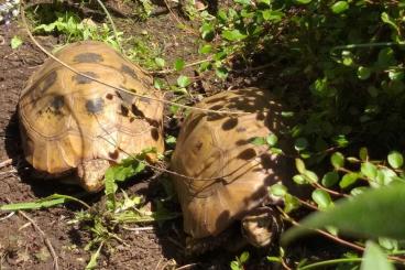 Landschildkröten kaufen und verkaufen Foto: Abgabe Indotestudo Elongata  1,2 